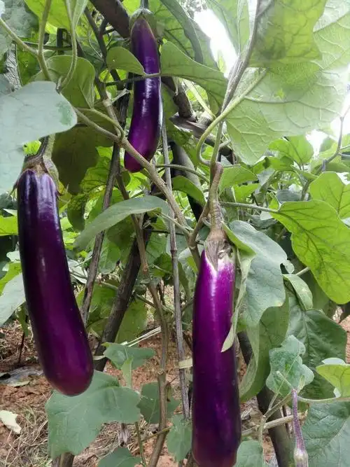 绿色蔬菜一茄子