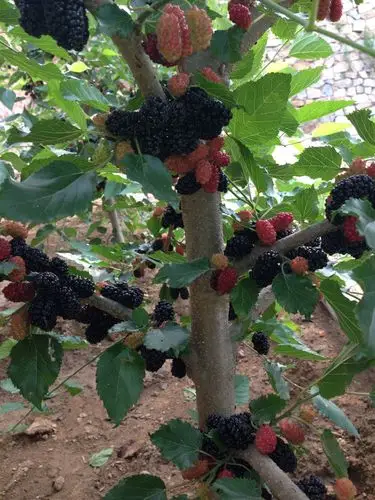 我家种了几果桑,想知道是什么品种?