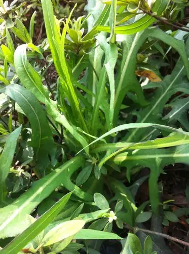 山莴苣  一年生或二年生草本.茎直立,高80～150厘米,被柔毛,上部分枝.