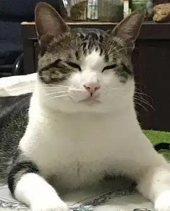 吃饱了之后满足的表情