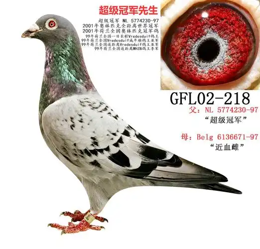 超级冠军800_上海小张鸽业-中信网爱鸽商城