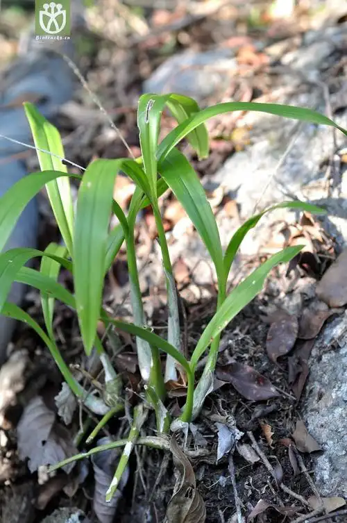 长茎羊耳蒜 liparis viridiflora-9986.