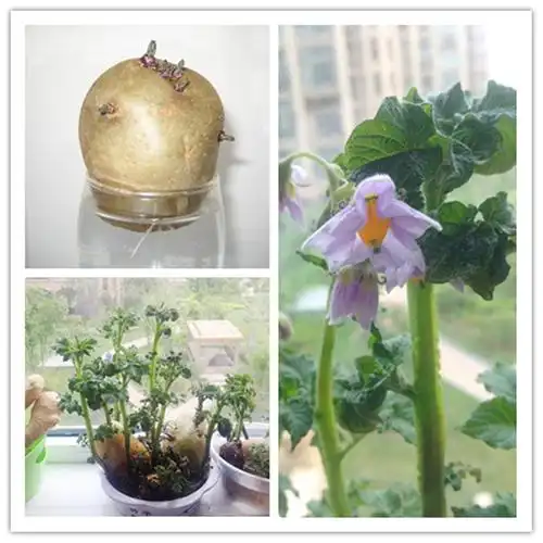 亲子观察游戏 幼儿园学生作业 水培植物土豆种子土培土豆盆栽绿植