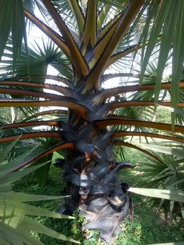 其它 海南·文昌·椰子大观园 写美篇棕榈植物生态习性各异,树形多样