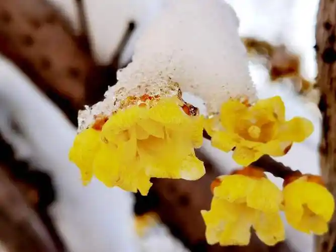 1蜡梅又名金梅腊梅黄梅花等,由于腊梅的花色常为黄色,故此命名蜡梅