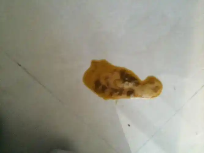 萨摩耶狗狗感冒拉稀,治好后便便正常了2天,第三天开始突然又变稀