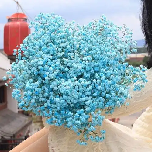 满天星干花花束真花风干天然超大束鲜散装论斤卖客厅装饰摆件批发10月