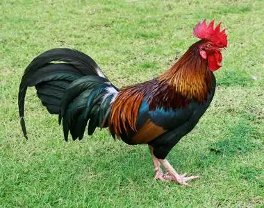 原鸡公鸡和母鸡在农场放牧.