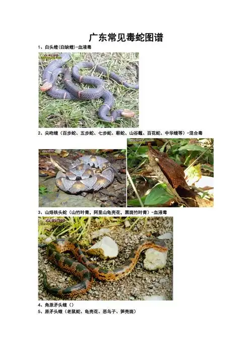 广东常见毒蛇图谱docx