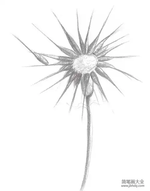 素描蒲公英的绘画步骤