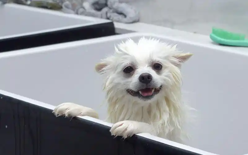 超级可爱圆润的狗子上线了,快点来rua吧!白色博美犬美容实录