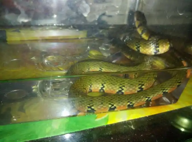 我知道这蛇叫水蛇,我要具体品种名称,百度上能搜索到的,有没有毒.