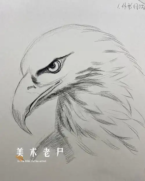 100种素描动物如何画好羽毛质感
