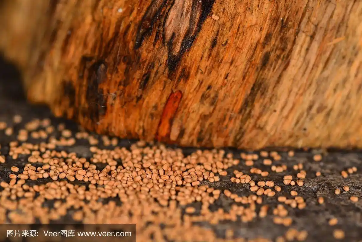 低角度特写干白蚁粪便附近的木材在水泥地板上