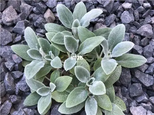 我最喜欢的观叶植物羊耳朵lambsear