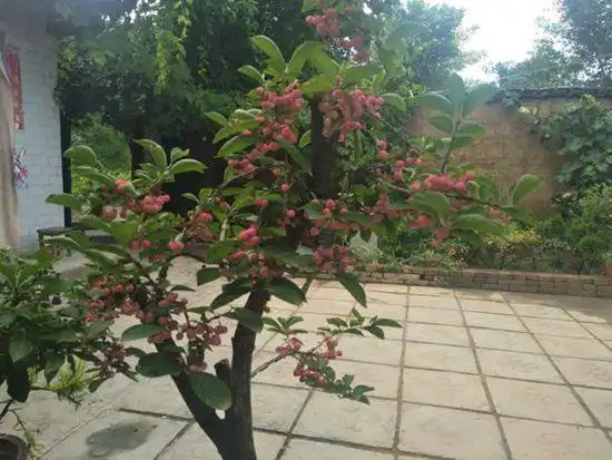 有喜欢卫矛盆景的吗地栽的卫矛小老桩怎么上盆制作成盆景呢