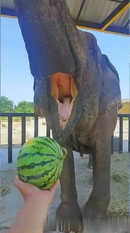 大象的饭后水果原来吃水果都不带剥皮的