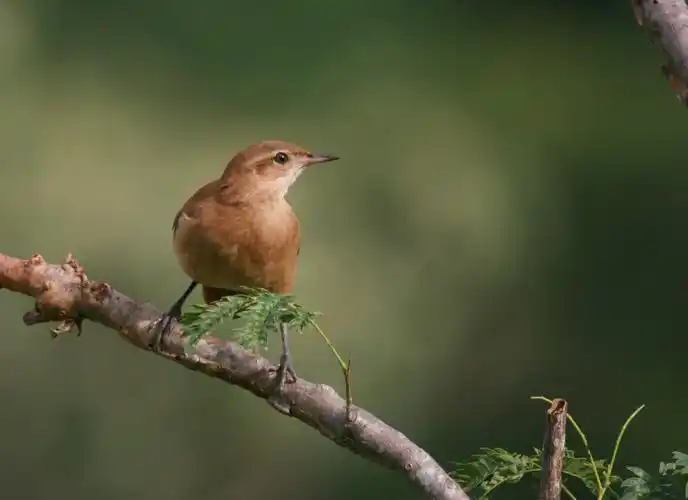 发布了长文章: ky13 阿根廷 棕灶鸟