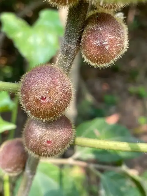 成熟的粗叶榕五指毛桃的果