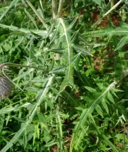 两面刺的功效与作用_美健品健康网