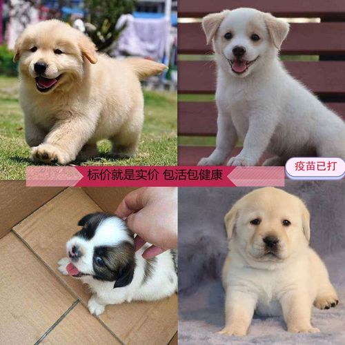 狗活体幼犬中华田园犬小狗幼犬土狗串串狗混血小白狗家狗领养代发