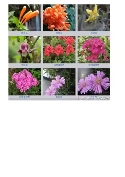 万紫千红总是春――花卉名称大全图