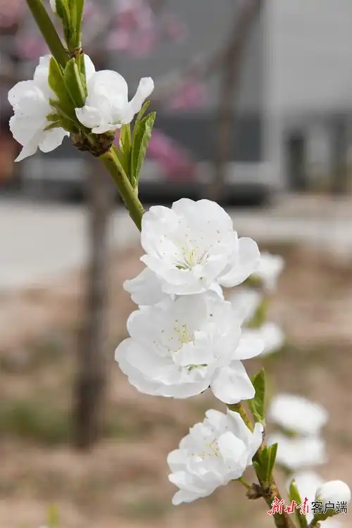 白色桃花更显无瑕