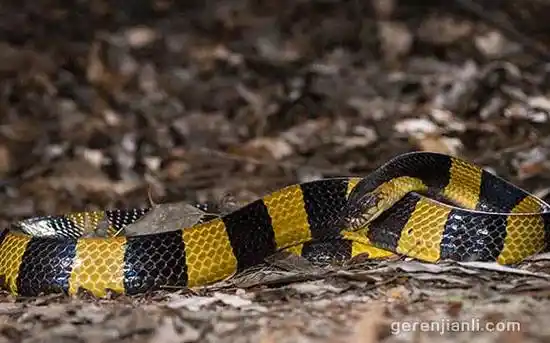 广西常见16种毒蛇