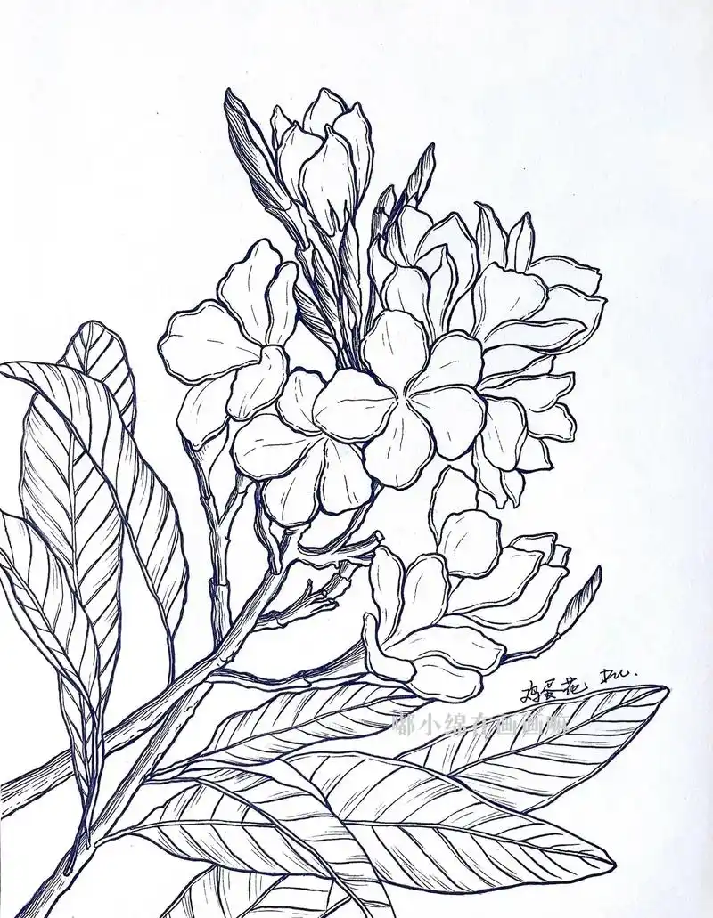 很好看的鸡蛋花.先 - 抖音