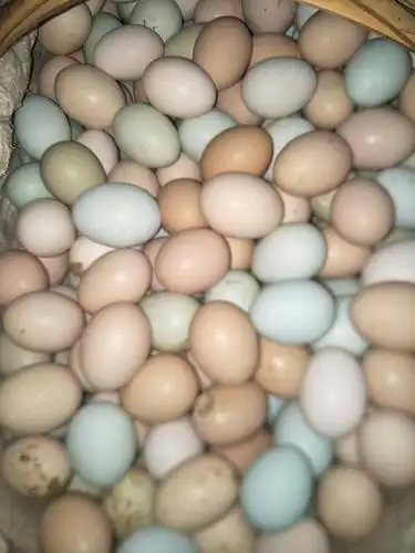 山林散养土鸡蛋