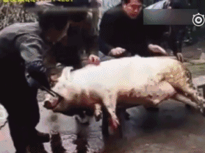 搞笑gif-哥们,你一定要好好问问,有可能被绿了!