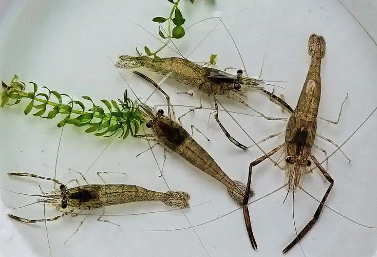 青虾怎么养会养虾