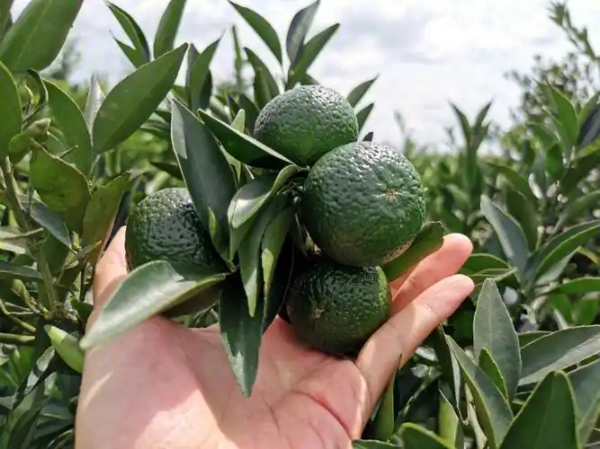 新会小青柑7月果