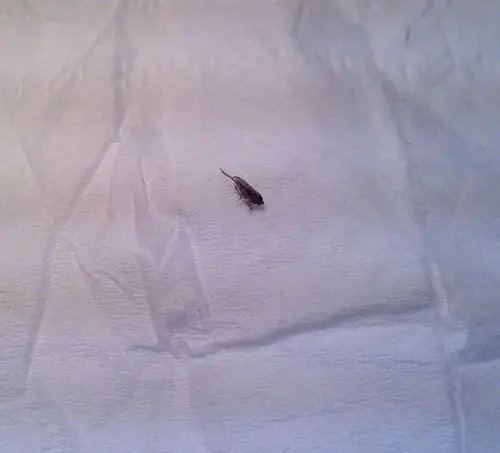 有翅膀会飞会跳的虫子,这是什么虫?