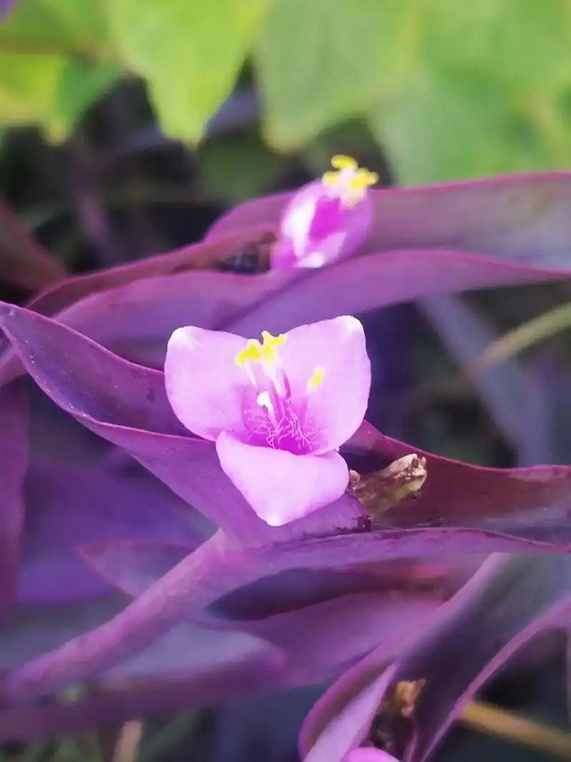 紫竹梅,又叫紫色鸭拓草. 以前只知道蓝色的叫鸭拓草. #一花 - 抖音