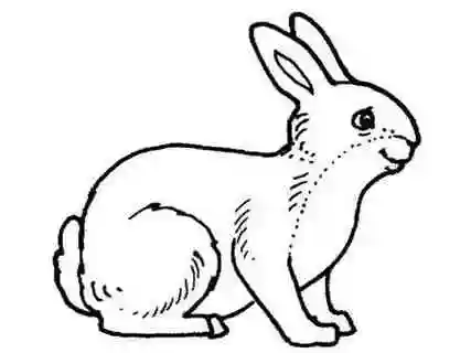 动物的尾巴简笔画动物的尾巴简笔画作业