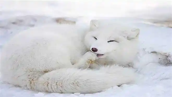 常见的白色狐狸主要有两种,一种是北极狐,一种是白化地赤狐.