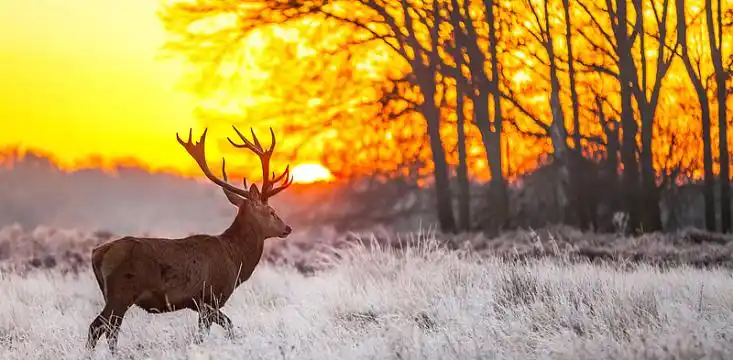 鹿 森林 草地 夕阳