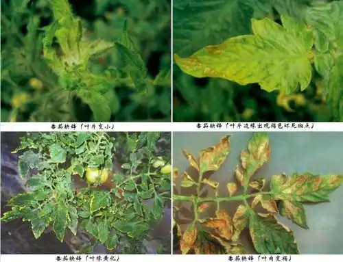 番茄缺素图谱大全