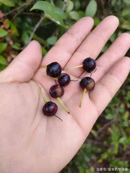 山茄子,你们吃过吗?