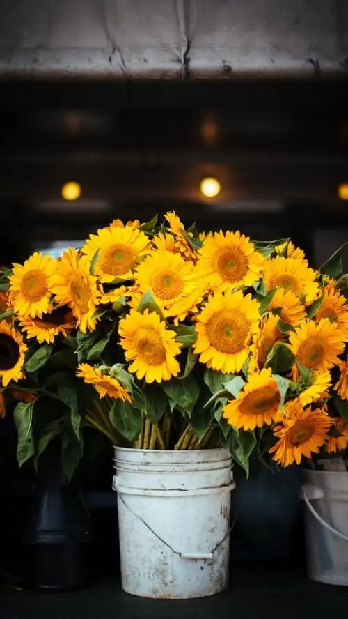 浪漫向日葵h5背景