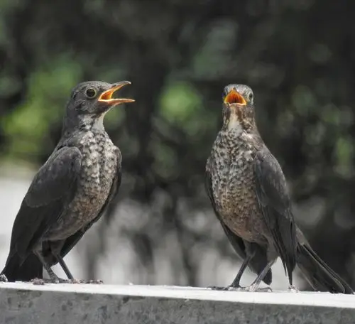 母亲节关于乌鸫母亲的故事