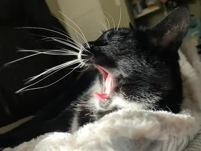 猫猫的胡须都这么长吗