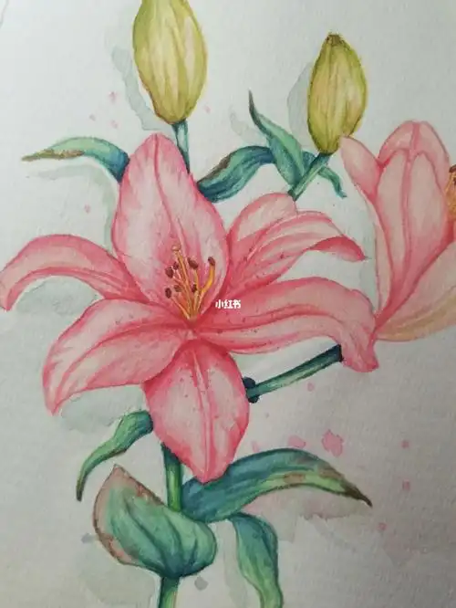 水彩百合花