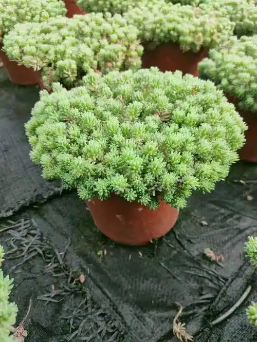 14:18:19中华景天花镜植物5srxkoe7该采集也在以下画板加载更多