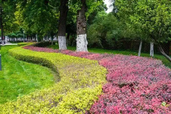 提升绿化档次的3大类色块苗推荐