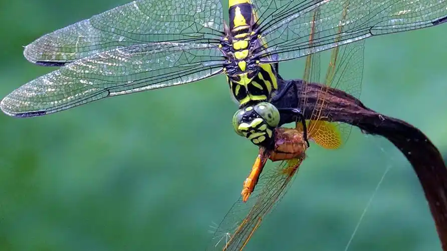 虎纹蜻蜓的大歺