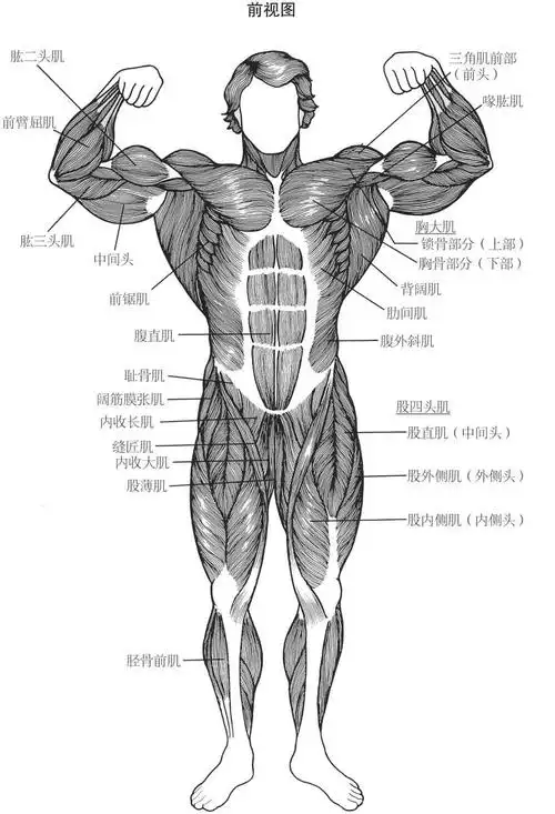 人体肌肉群正视图