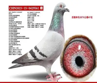 信鸽在线拍卖平台 - 中国信鸽信息网