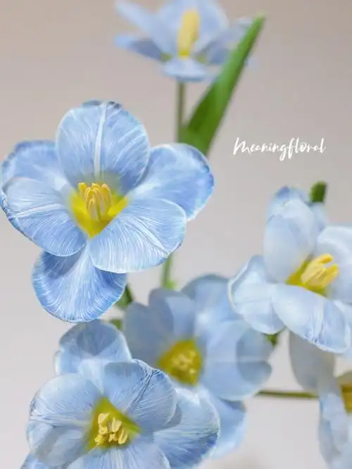 深圳花店蓝色郁金香